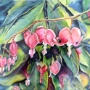 Bleeding Hearts