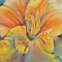 Orange Daylily.jpg