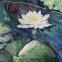 Water Lily